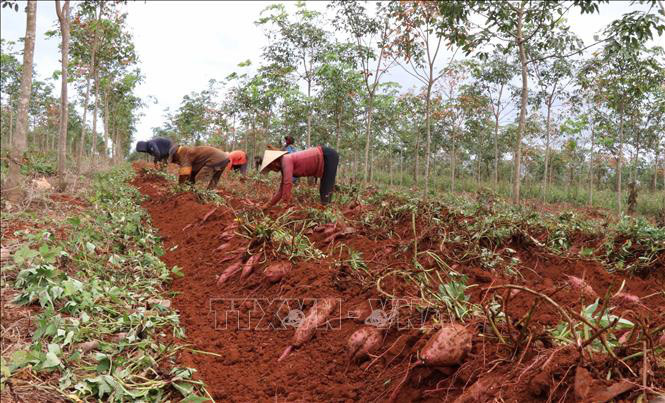 Nông dân tỉnh Gia Lai thu hoạch khoai lang Lệ Cần. Ảnh minh họa: Hoài Nam/TTXVN Nông dân tỉnh Gia Lai thu hoạch khoai lang Lệ Cần. Ảnh minh họa: Hoài Nam/TTXVN