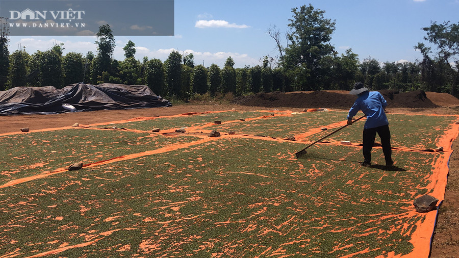  Hiện nông dân Gia Lai đang tập trung thu hoạch, phơi khô để trữ hàng chờ hồ tiêu tăng giá