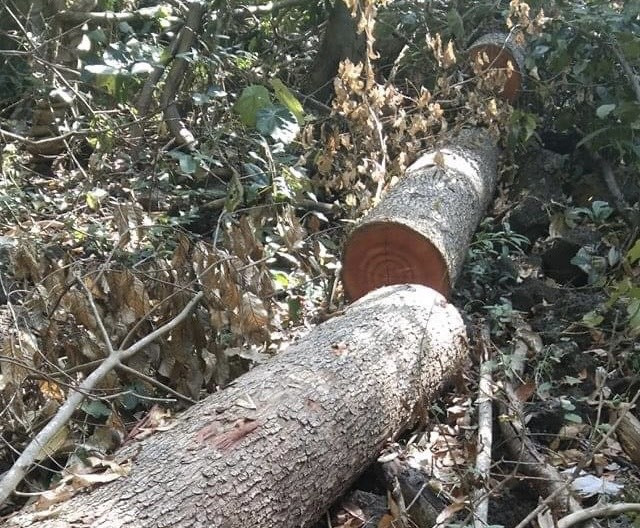 Gỗ quý bị lâm tặc ngang nhiên đốn hạ trong khu rừng đặc dụng Đray Sáp. Ảnh: Bảo Lâm