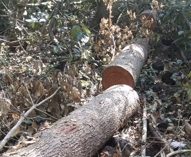 Gỗ quý bị lâm tặc ngang nhiên đốn hạ trong khu rừng đặc dụng Đray Sáp. Ảnh: Bảo Lâm