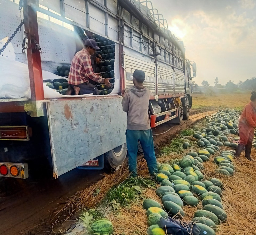 Người nông dân ở vựa dưa lớn nhất Tây Nguyên vui mừng vì giá dưa hấu tăng trở lại. Ảnh T.Tuấn Người nông dân ở vựa dưa lớn nhất Tây Nguyên vui mừng vì giá dưa hấu tăng trở lại. Ảnh T.Tuấn