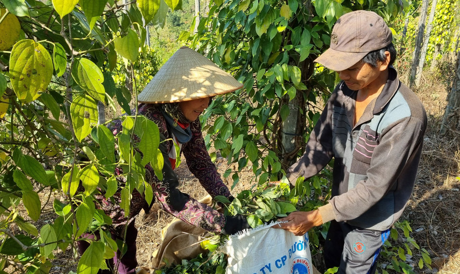Vợ chồng anh Nguyễn Văn Vương (xã Bình Giáo, huyện Chư Prông) tự thu hoạch hồ tiêu do không tìm được nhân công. Ảnh: Hà Phương