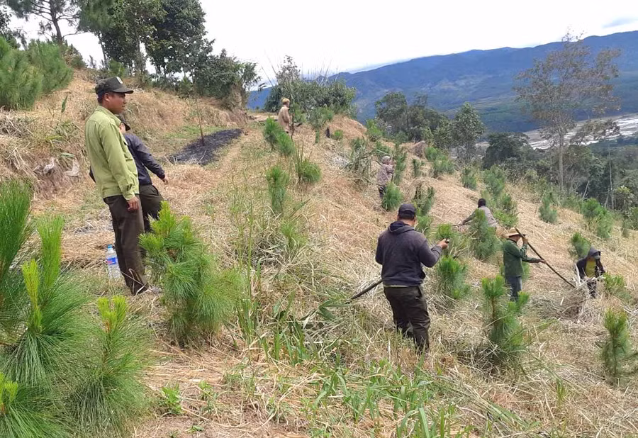 Lực lượng bảo vệ rừng chuyên trách Ban Quản lý rừng phòng hộ Mang Yang phát dọn thực bì rừng trồng. Ảnh: Nguyễn Diệp