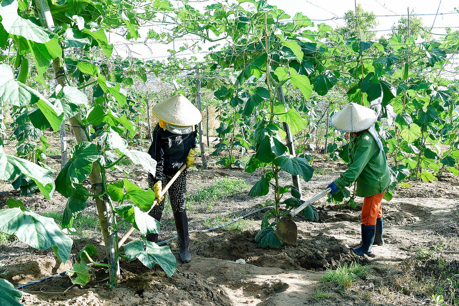 Mô hình chuyển đổi đất trồng mía kém hiệu quả sang trồng Bầu Lai F1 ở xã Hà Tam (Đak Pơ) cho thu nhập gấp 2-3 lần so với trồng mía.