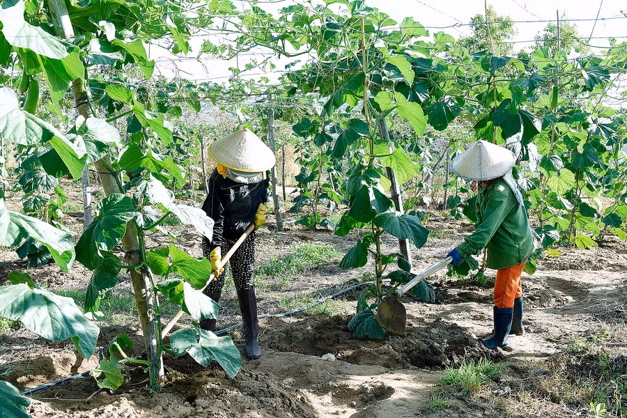 Mô hình chuyển đổi đất trồng mía kém hiệu quả sang trồng Bầu Lai F1 ở xã Hà Tam (Đak Pơ) cho thu nhập gấp 2-3 lần so với trồng mía.