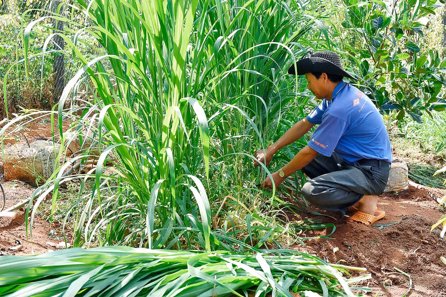 Anh Phạm Ngọc Toán ở thị trấn Kon Dõng, huyện Mang Yang cho biết: “Dê là loài động vật ăn tạp, dễ ăn và thích nghi với nhiều loại thức ăn khác nhau, khẩu phần thức ăn đa dạng và thay đổi để dê có đầy đủ dinh dưỡng và phát triển tốt. Ngoài ra, anh còn trồng 1 sào cỏ để chủ động nguồn thức ăn cho dê vào mùa khô, đảm bảo đủ chất dinh dưỡng”.