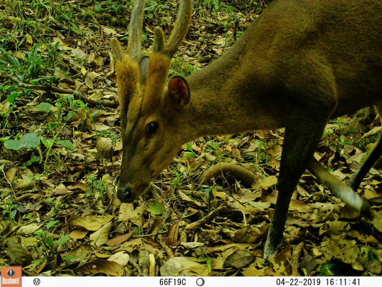 Mang lớn, loài nằm trong danh sách rất nguy cấp được ghi hình bằng bẫy ảnh tại VQG Bidoup - Núi Bà Mang lớn, loài nằm trong danh sách rất nguy cấp được ghi hình bằng bẫy ảnh tại VQG Bidoup - Núi Bà