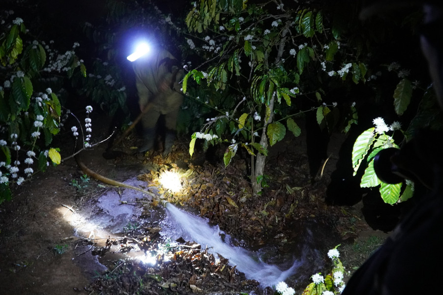 Việc tưới nước diễn ra cả ngày lẫn đêm.