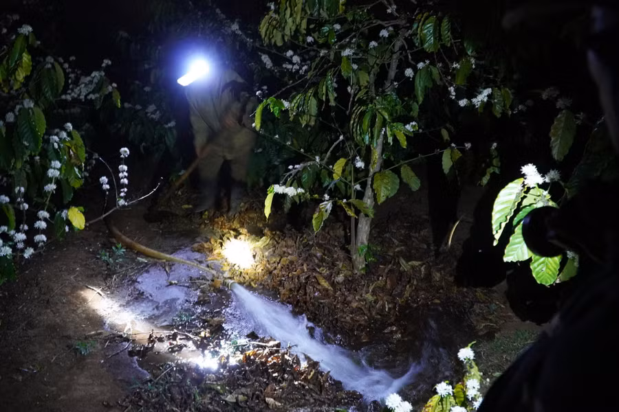 Việc tưới nước diễn ra cả ngày lẫn đêm.