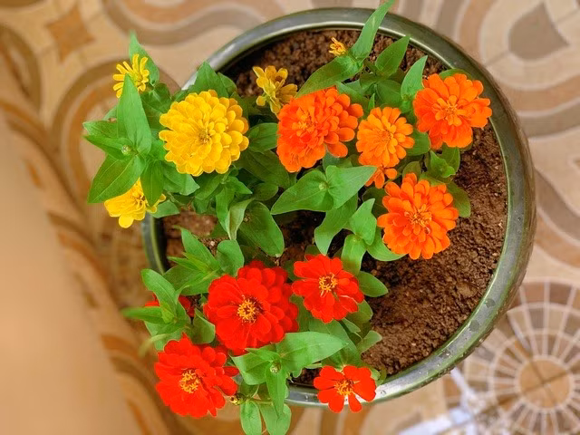 Hoàng Linh tiết lộ cô yêu thích các cây cảnh cỡ nhỏ vì có thể trang trí tiện lợi ở một số góc của căn hộ.