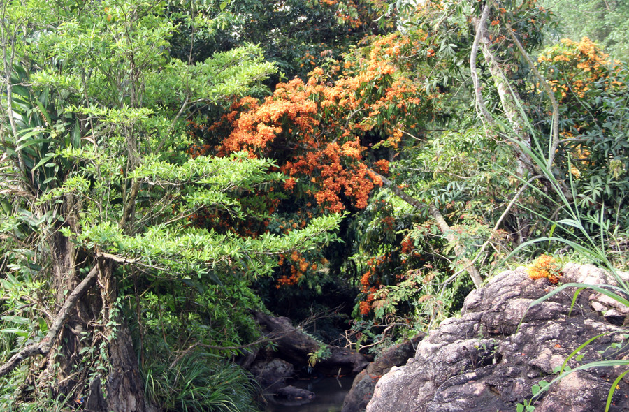 Cây thường mọc ven suối, tạo nên cảnh sắc rực rỡ.