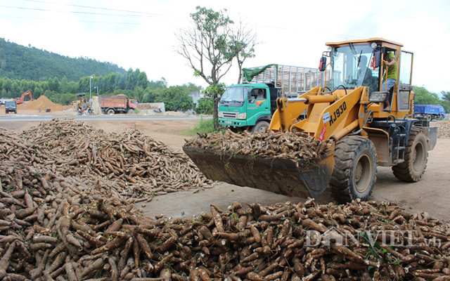 Một điểm thu mua mì ở Bình Thuận.