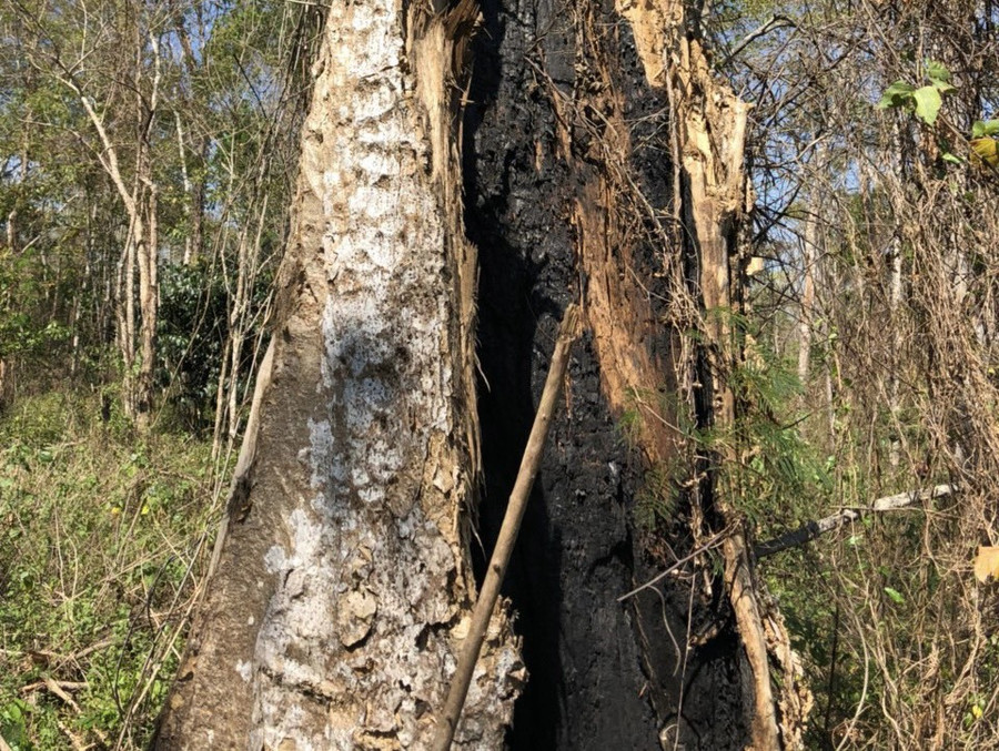 Thay vì sử dụng cưa máy, lâm tặc còn sử dụng biện pháp đốt hạ cây rừng. Ảnh: Bảo Lâm