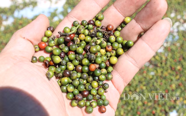 Giá hồ tiêu vẫn đang tăng nóng ở thị trường trong nước