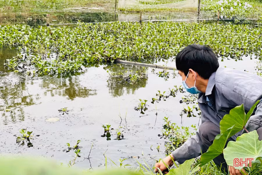 Anh Hảo tận dụng nguồn thức ăn sẵn có như bèo cám, lá khoai, sắn... để nuôi ốc nhồi.