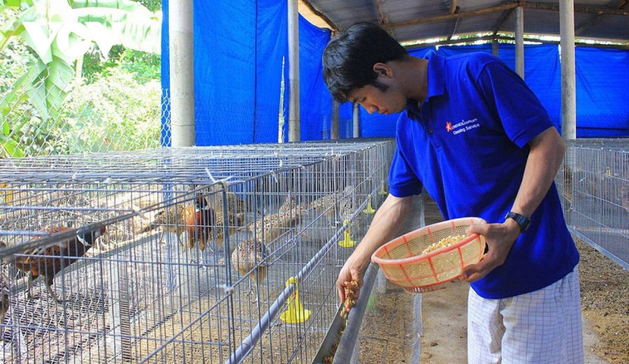 Tô Vũ Thành Tín cùng với bầy chim trĩ của mình