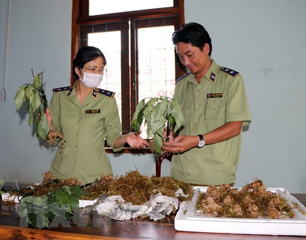 Các loại củ từ miền Bắc đưa vào vùng trọng điểm trồng sâm Ngọc Linh Kon Tum để đội lốt sâm Ngọc Linh bán ra thị trường. (Ảnh: Cao Nguyên/TTXVN) Các loại củ từ miền Bắc đưa vào vùng trọng điểm trồng sâm Ngọc Linh Kon Tum để đội lốt sâm Ngọc Linh bán ra thị trường. (Ảnh: Cao Nguyên/TTXVN)