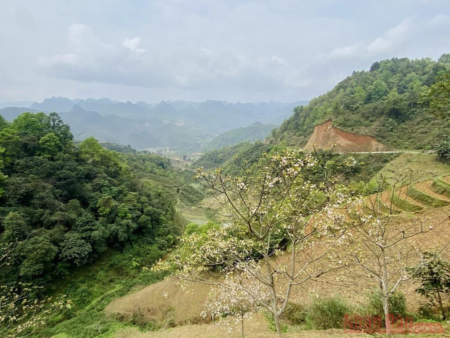 Nếu đến với Công viên địa chất Non nước Cao Bằng mùa này, đừng bỏ lỡ dịp ngắm hoa trẩu ở sườn núi nhìn ra cảnh quan Lưng Rồng. 