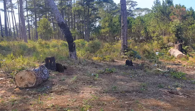 Thông bị cưa thành khúc ngổn ngang.