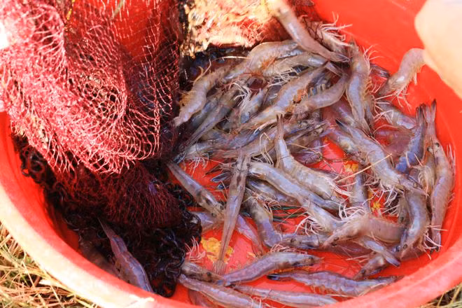  Tôm thẻ ngày càng được người dân chuộng nuôi