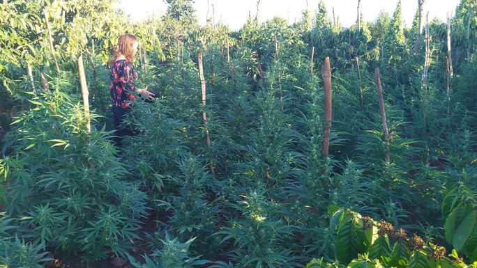 Vườn cần sa trồng trái phép trong rẫy cà phê