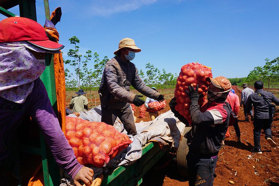  Nông dân tỉnh Gia Lai phấn khởi, thu hoạch khoai tây bán ngay tại vườn cho tập đoàn PepsiCo Việt Nam.