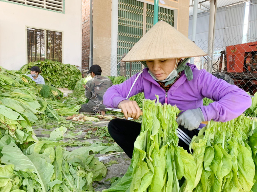Nhân công xiên lá thuốc lá tại gia đình anh Hồ Ngọc Nhân (thôn Đức Lập, xã Ia Rtô, thị xã Ayun Pa). Ảnh: Ảnh: Vũ Chi