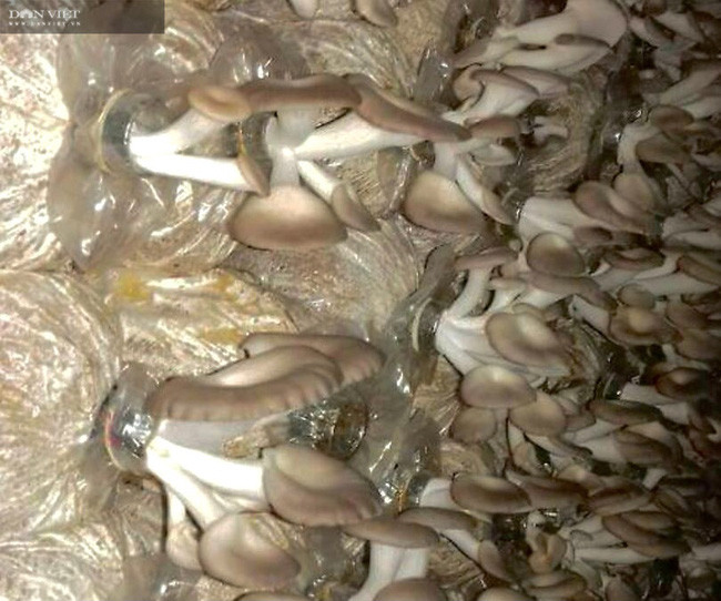 Trồng nấm bào ngư tím dạng cổ nút cho năng suất cao, chủ động về thời gian xuất nấm.