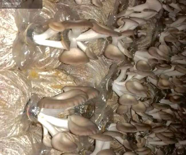 Trồng nấm bào ngư tím dạng cổ nút cho năng suất cao, chủ động về thời gian xuất nấm.