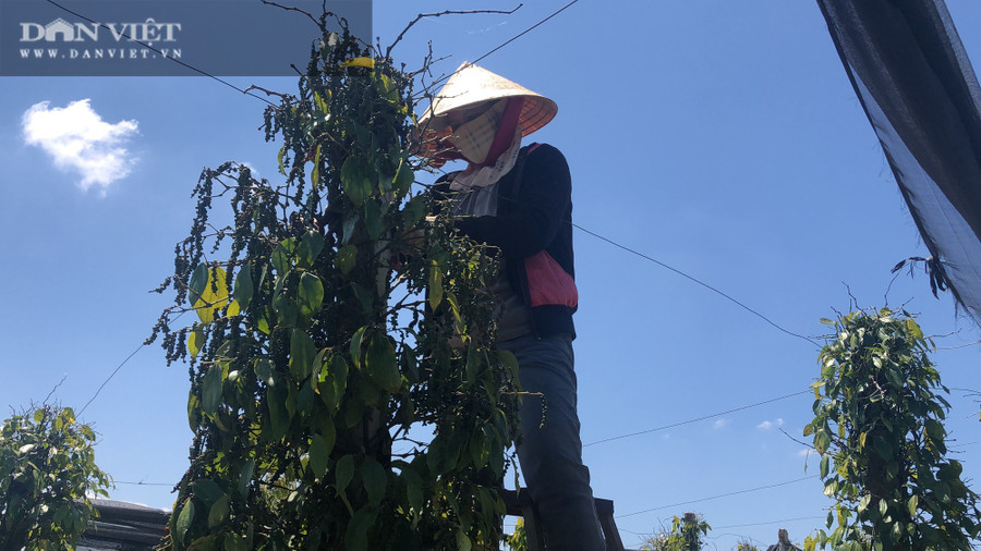 Theo các chuyên gia trong ngành nông nghiệp, dự báo giá hồ tiêu sẽ còn tiếp tục tăng trong thời gian tới do nhu cầu mua vào vẫn ở mức cao trong khi nguồn cung vụ mới sụt giảm đáng kể.