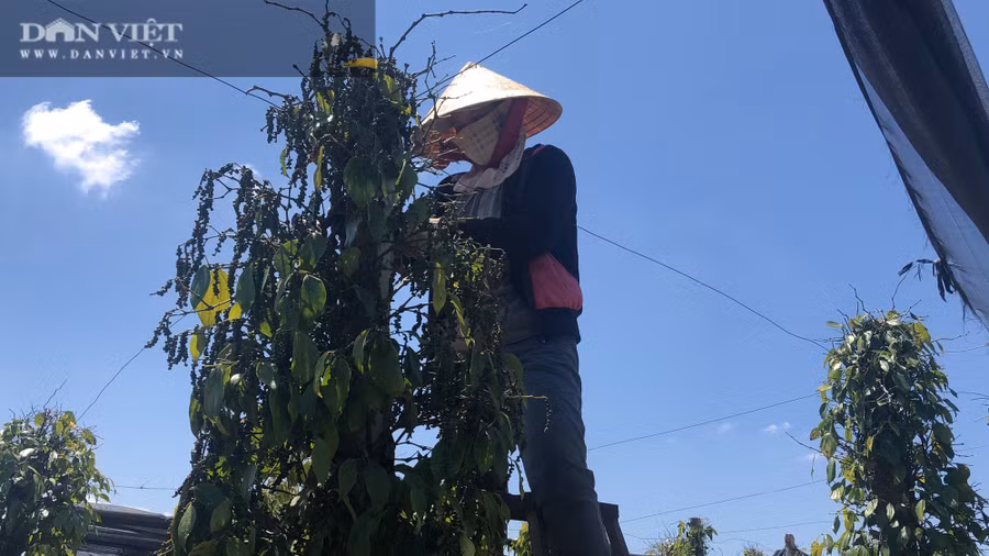 Theo các chuyên gia trong ngành nông nghiệp, dự báo giá hồ tiêu sẽ còn tiếp tục tăng trong thời gian tới do nhu cầu mua vào vẫn ở mức cao trong khi nguồn cung vụ mới sụt giảm đáng kể.