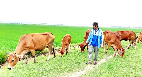 Cảnh thanh bình ở rốn lũ phá Hạc Hải, thôn Thế Lộc, xã Tân Ninh, huyện Quảng Ninh