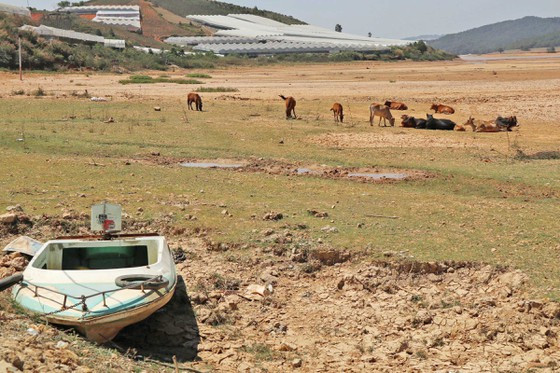 Gia súc được chăn thả ngay trên lòng hồ. Ảnh: ĐOÀN KIÊN Gia súc được chăn thả ngay trên lòng hồ. Ảnh: ĐOÀN KIÊN