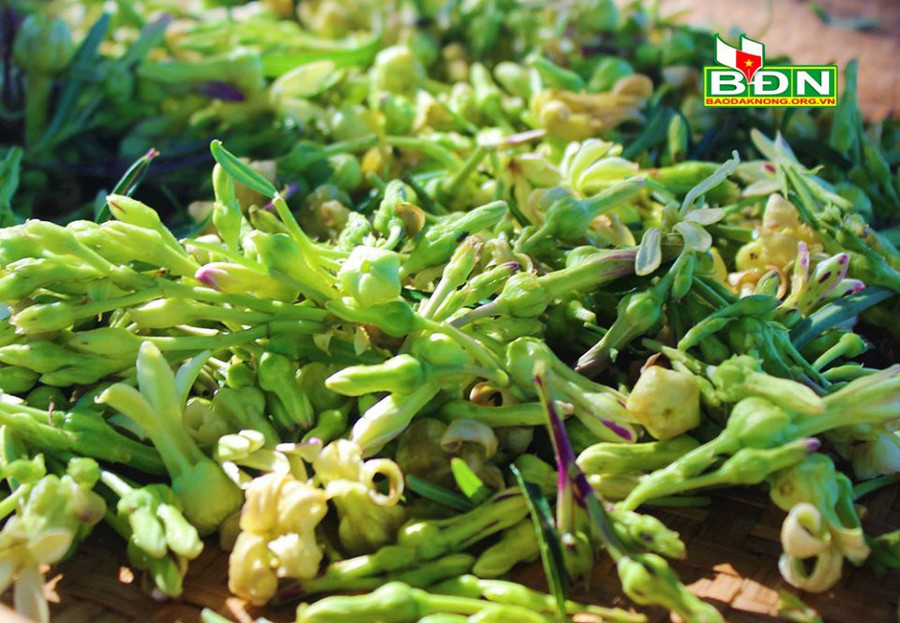 Hoa jam tang khi chín vị bùi, đắng nhẫn lẫn ngọt