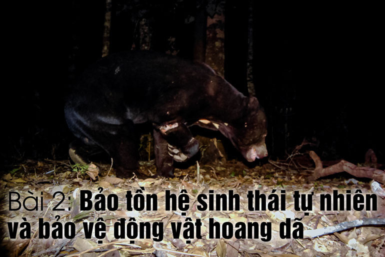 Gấu chó được chụp bằng bẫy ảnh tại VQG Bidoup - Núi Bà. (Ảnh VQG Bidoup - Núi Bà cung cấp) Gấu chó được chụp bằng bẫy ảnh tại VQG Bidoup - Núi Bà. (Ảnh VQG Bidoup - Núi Bà cung cấp)
