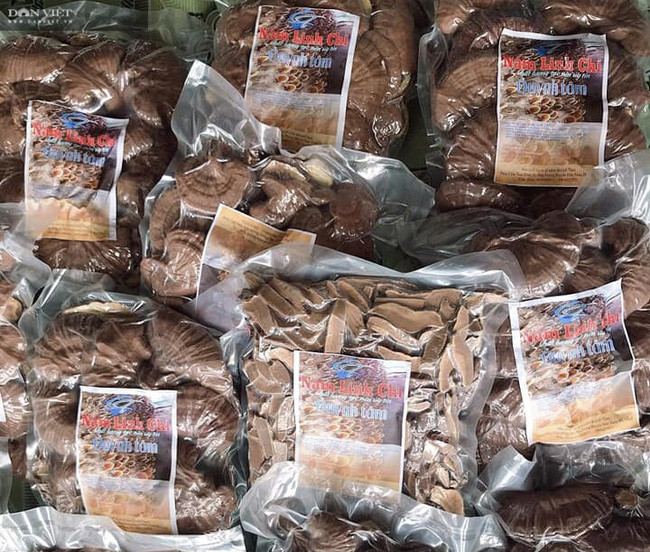 Anh Hùng chỉ trồng nấm linh chi 1 vụ mỗi năm, sau khi sấy khô bán giá từ 800.000-1.000.000 đồng/kg.