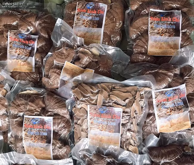 Anh Hùng chỉ trồng nấm linh chi 1 vụ mỗi năm, sau khi sấy khô bán giá từ 800.000-1.000.000 đồng/kg.