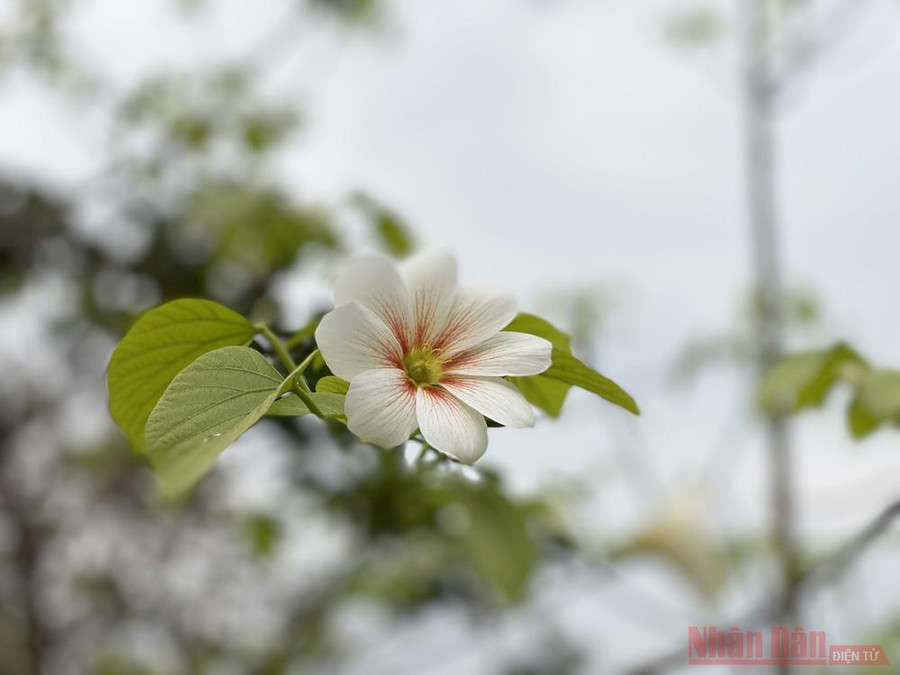 Một bông trẩu nhăn (Vernicia Montana) ở Bảo Lạc (Cao Bằng) 