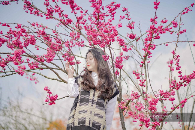 Chị Diệu Anh du khách đến từ Hà Nội chia sẻ: “Tôi vốn mê mẩn hoa anh đào Nhật Bản nhưng chưa khi nào có cơ hội để tận mắt khám phá. Thật may mắn, khi có mặt đúng dịp cả vườn anh đào Nhật Bản, anh đào Himalaya và đào rừng nở rộ. Chỉ có thể nói là đẹp như thiên đường