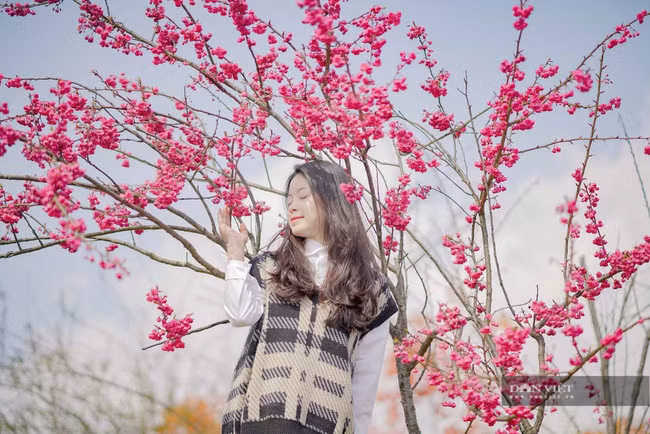 Chị Diệu Anh du khách đến từ Hà Nội chia sẻ: “Tôi vốn mê mẩn hoa anh đào Nhật Bản nhưng chưa khi nào có cơ hội để tận mắt khám phá. Thật may mắn, khi có mặt đúng dịp cả vườn anh đào Nhật Bản, anh đào Himalaya và đào rừng nở rộ. Chỉ có thể nói là đẹp như thiên đường