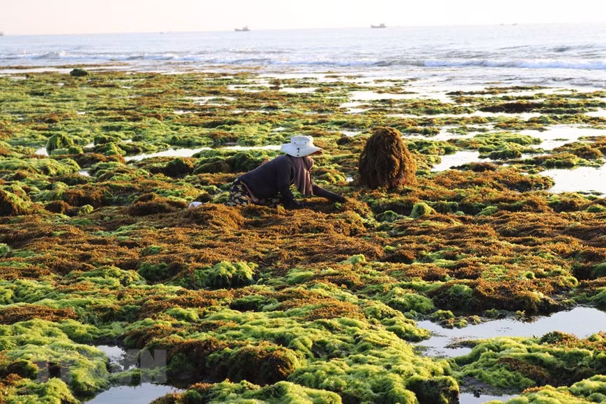 Ngư dân địa phương thu vớt một số loại rong biển. (Ảnh: Nguyễn Thành/TTXVN)