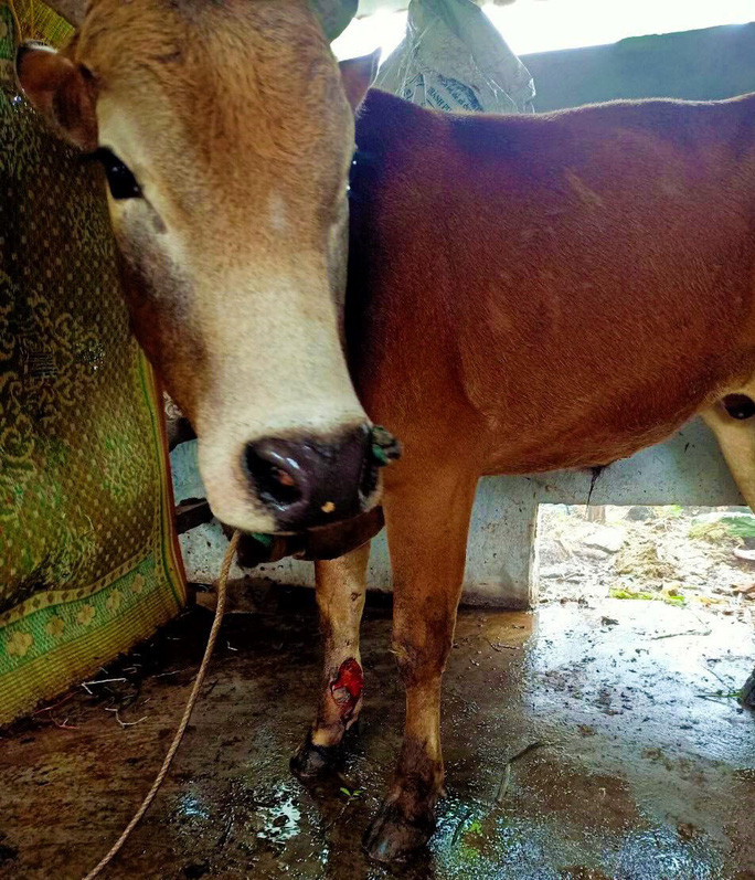 Bệnh viêm da nổi cục xuất hiện tại Quảng Bình khiến hơn 100 con gia súc của người dân bị mắc bệnh