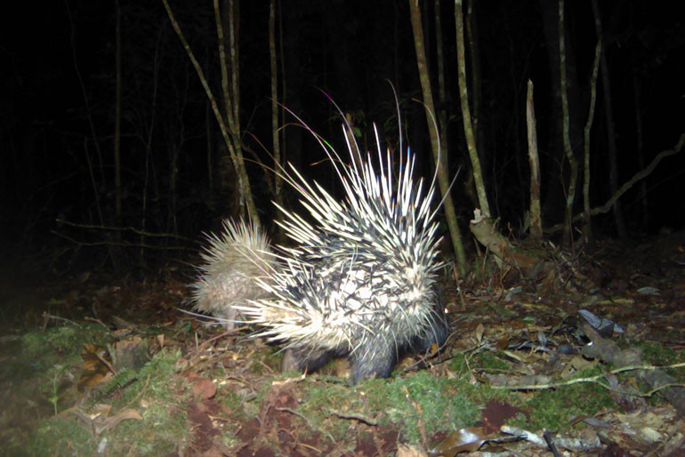 Nhím bạch tạng được ghi nhận tại VQG Bidoup - Núi Bà do chụp bẫy ảnh ban đêm. (Ảnh: VQG Bidoup - Núi Bà cung cấp) Nhím bạch tạng được ghi nhận tại VQG Bidoup - Núi Bà do chụp bẫy ảnh ban đêm. (Ảnh: VQG Bidoup - Núi Bà cung cấp)