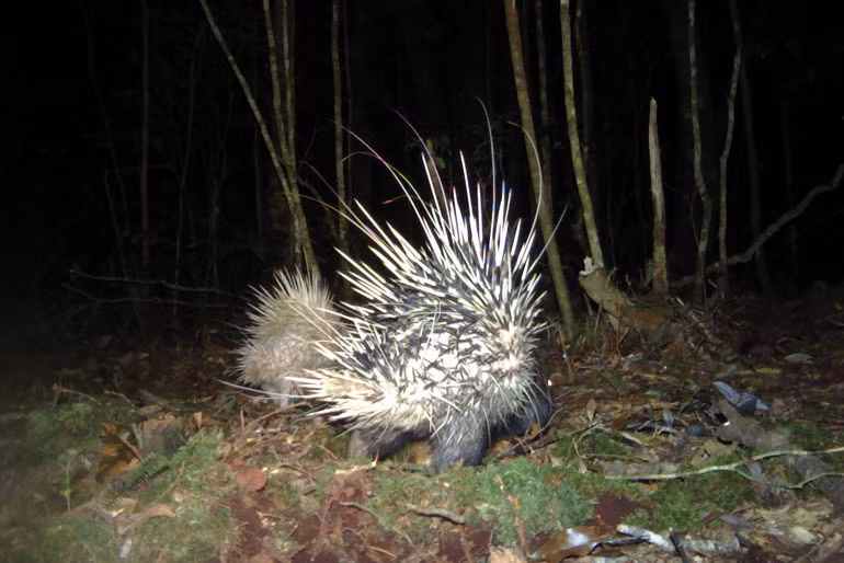 Nhím bạch tạng được ghi nhận tại VQG Bidoup - Núi Bà do chụp bẫy ảnh ban đêm. (Ảnh: VQG Bidoup - Núi Bà cung cấp)