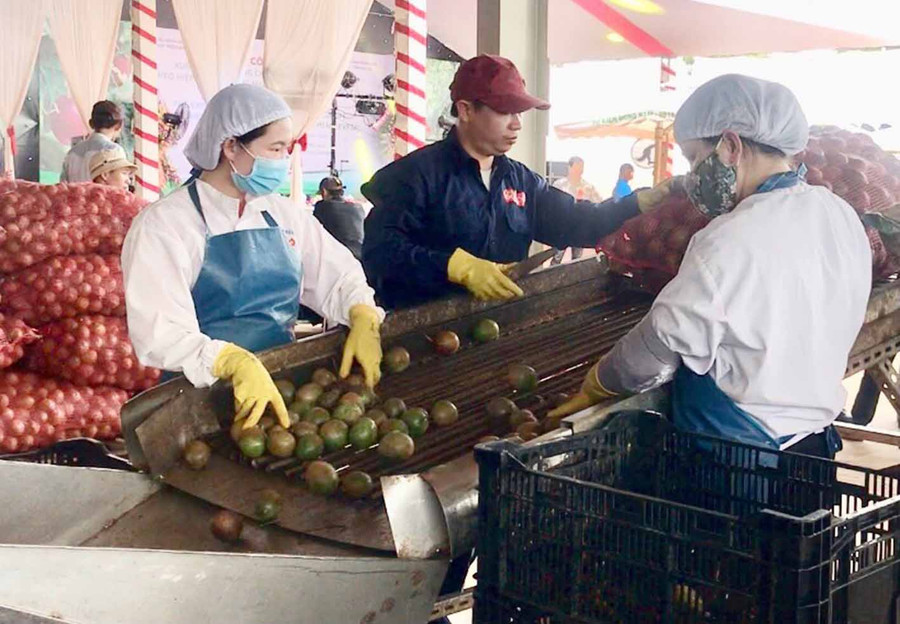 Chiến biến chanh dây tại DoveCo Gia Lai. Ảnh: Nguyễn Diệp