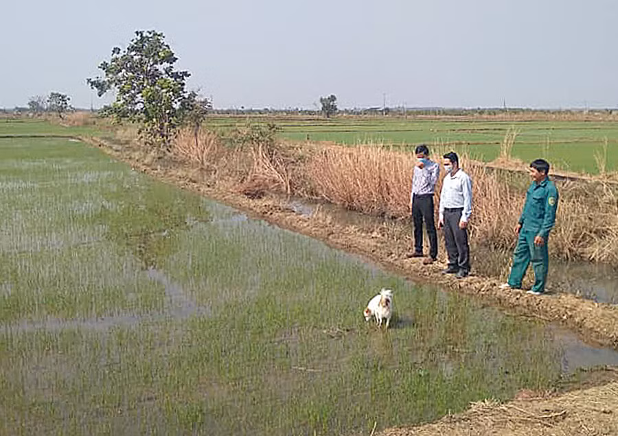 Nhờ nguồn nước dồi dào nên người dân làng Ring (xã Ia Mơr, huyện Chư Prông) sản xuất lúa nước 2 vụ đạt năng suất cao. Ảnh: Anh Huy