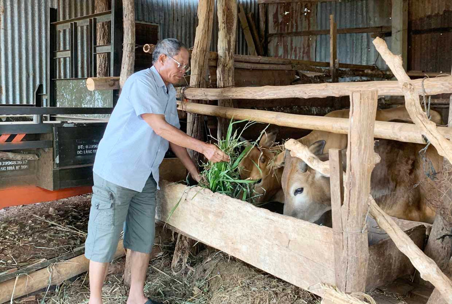 Ngoài trồng trọt, bà con làng Nha Hyơn còn phát triển chăn nuôi bò để có thêm nguồn thu cho gia đình. Ảnh: Phương Vi Ngoài trồng trọt, bà con làng Nha Hyơn còn phát triển chăn nuôi bò để có thêm nguồn thu cho gia đình. Ảnh: Phương Vi