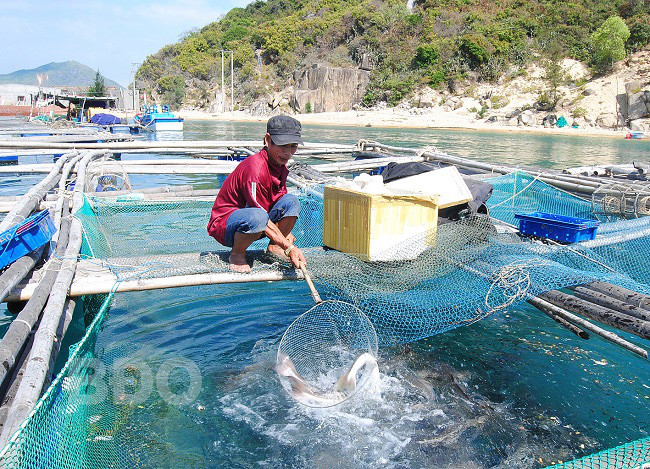 Mô hình nuôi cá bằng lồng bè, trong đó có nuôi loài cá chua trên biển của ông Nguyễn Thái Dương, thôn Vĩnh Lợi 3, xã Mỹ Thành (huyện Phù Mỹ, tỉnh Bình Định) mang lại hiệu quả kinh tế cao. Mô hình nuôi cá bằng lồng bè, trong đó có nuôi loài cá chua trên biển của ông Nguyễn Thái Dương, thôn Vĩnh Lợi 3, xã Mỹ Thành (huyện Phù Mỹ, tỉnh Bình Định) mang lại hiệu quả kinh tế cao.