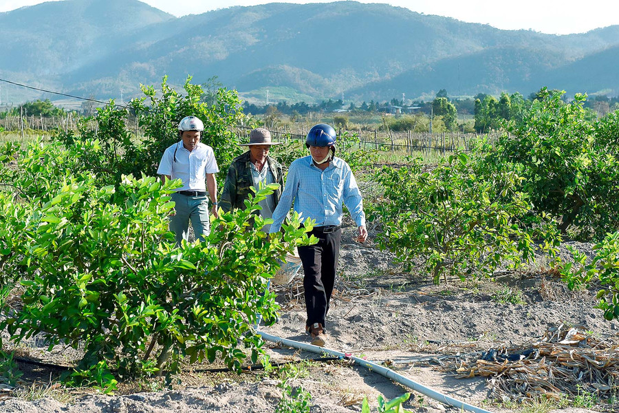 Nông dân Hà Tam mạnh dạn đầu tư hệ thống tưới nhỏ giọt để tiết kiệm nước để giảm công lao động, tăng năng suất cây trồng và góp phần tiết kiệm tài nguyên nước.