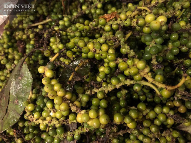 Giá tiêu hôm nay 16/3 tại các vùng nguyên liệu tiếp tục tăng từ 1.000 - 1.500 đồng/kg so với hôm qua. Hiện giá tiêu phổ biến từ 71.000 - 75.000 đồng/kg đầu giá. Ảnh: Minh Huệ Giá tiêu hôm nay 16/3 tại các vùng nguyên liệu tiếp tục tăng từ 1.000 - 1.500 đồng/kg so với hôm qua. Hiện giá tiêu phổ biến từ 71.000 - 75.000 đồng/kg đầu giá. Ảnh: Minh Huệ